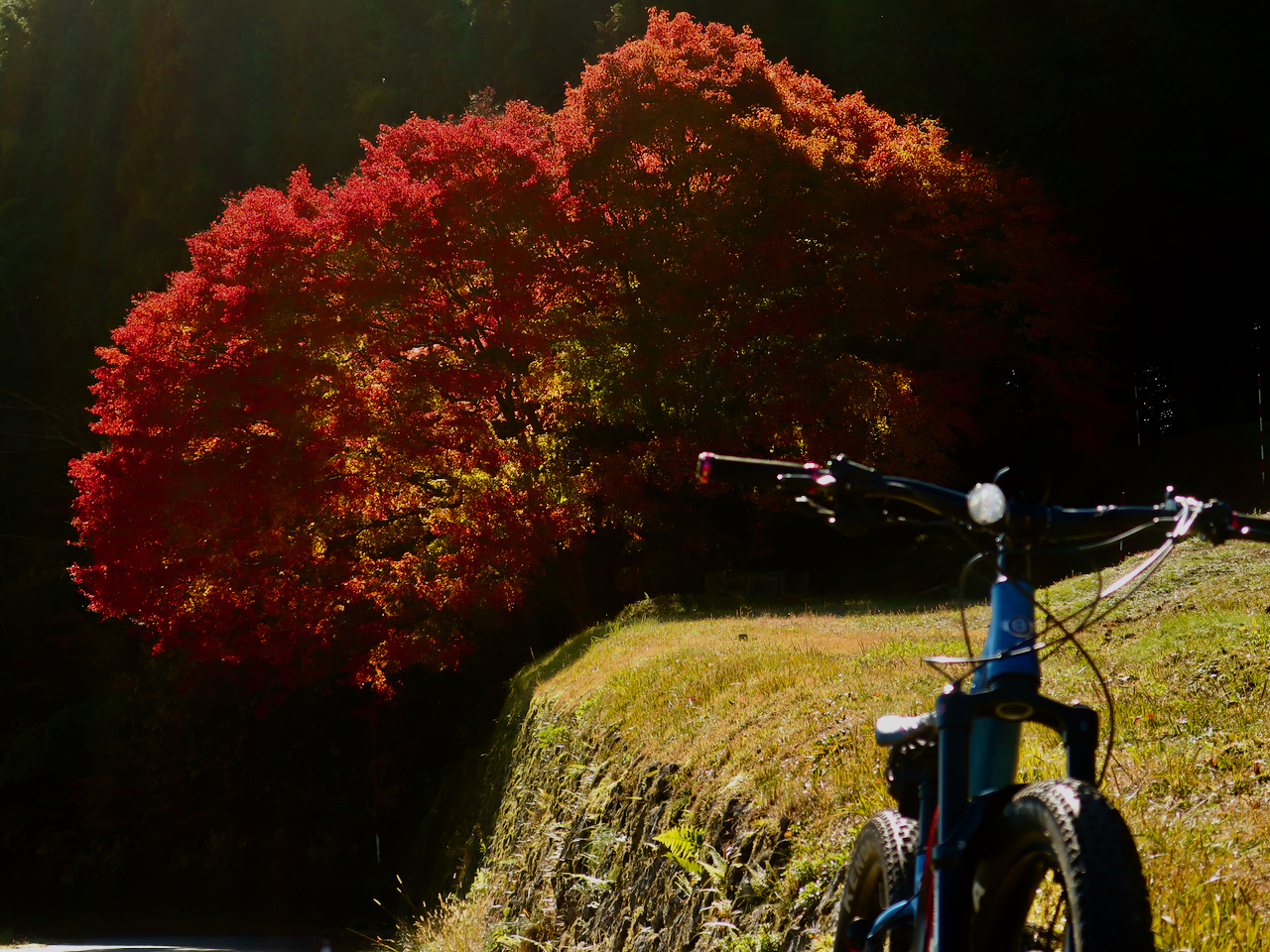 マウンテンバイクライダーの世界へ